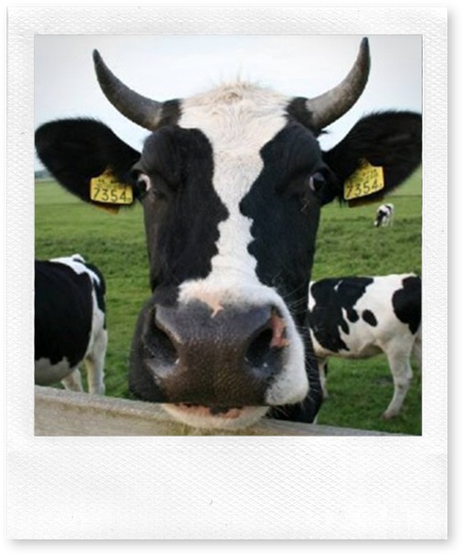 cow[1]